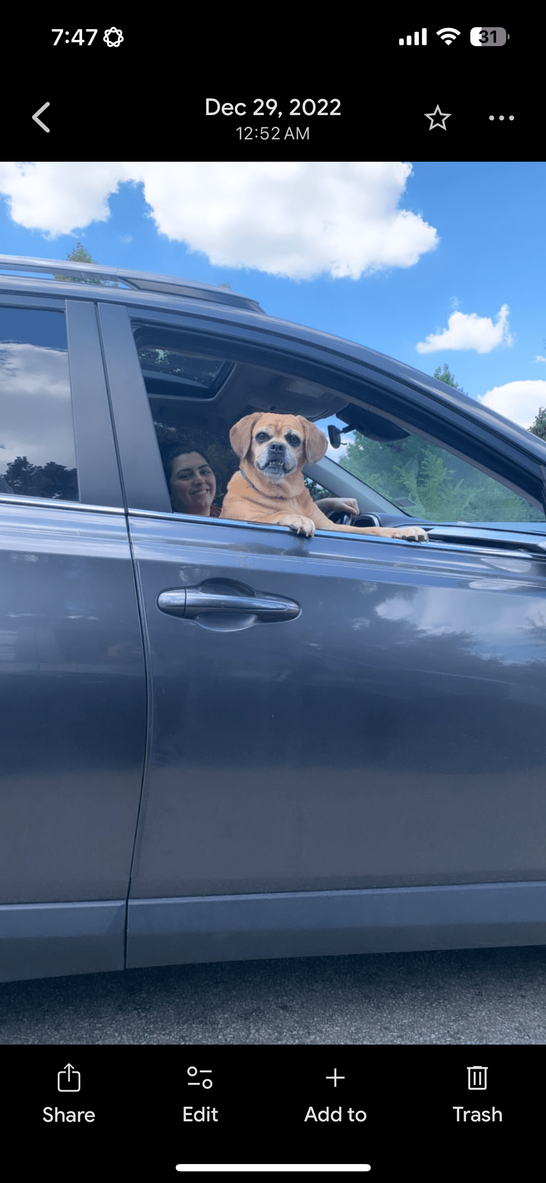 Small tan dog with an underbite leaning out of a car window next to a woman.